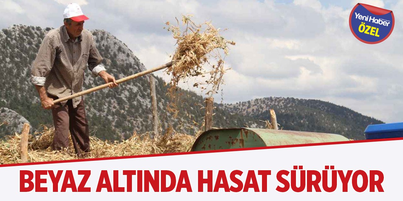 Beyaz Altında Hasat Sürüyor