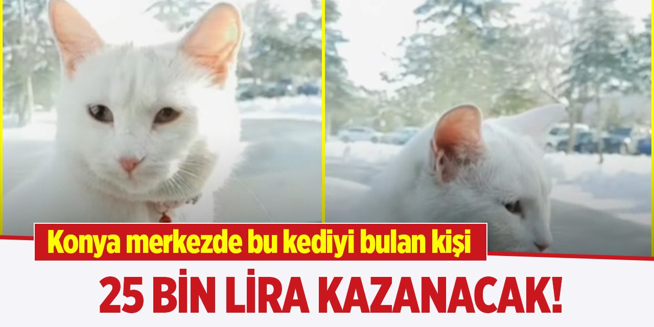 Konya merkezde bu kediyi bulan kişi 25 bin lira kazanacak!