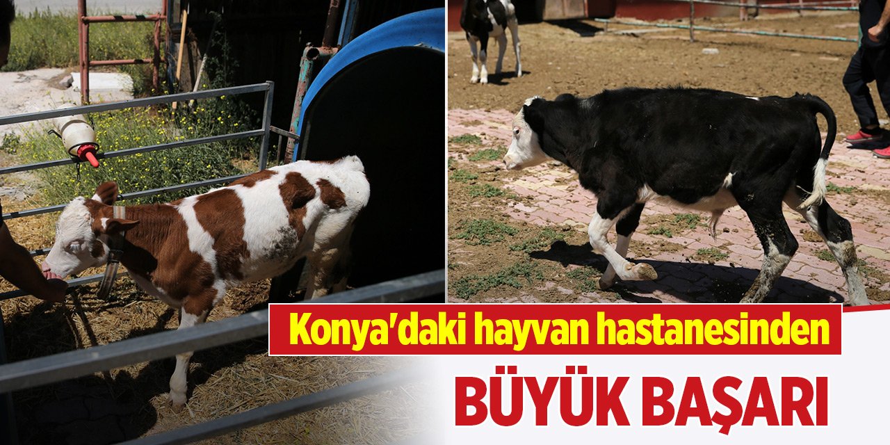 Konya'daki hayvan hastanesinden büyük başarı