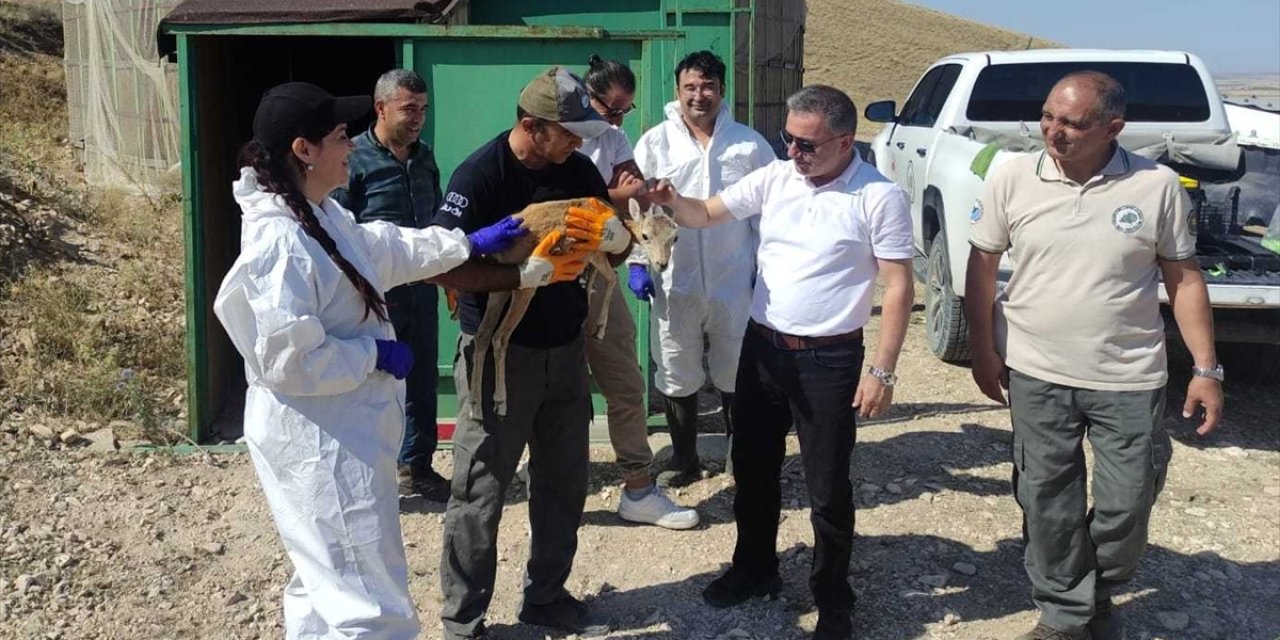 Anadolu yaban koyunları hastalık riskine karşı aşılandı