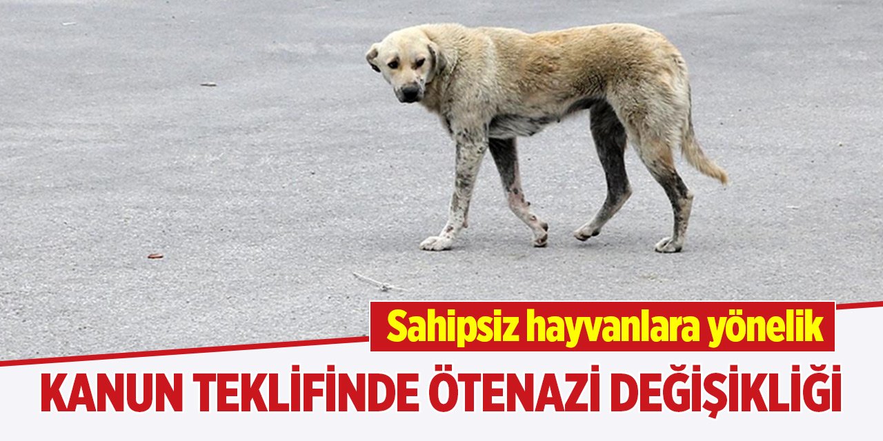 Sahipsiz hayvanlara yönelik kanun teklifinde ötenazi değişikliği