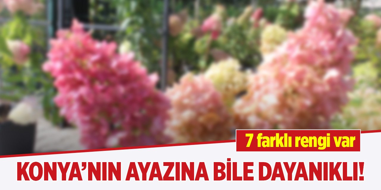 Konya’nın ayazına bile dayanıklı! 7 farklı rengi var