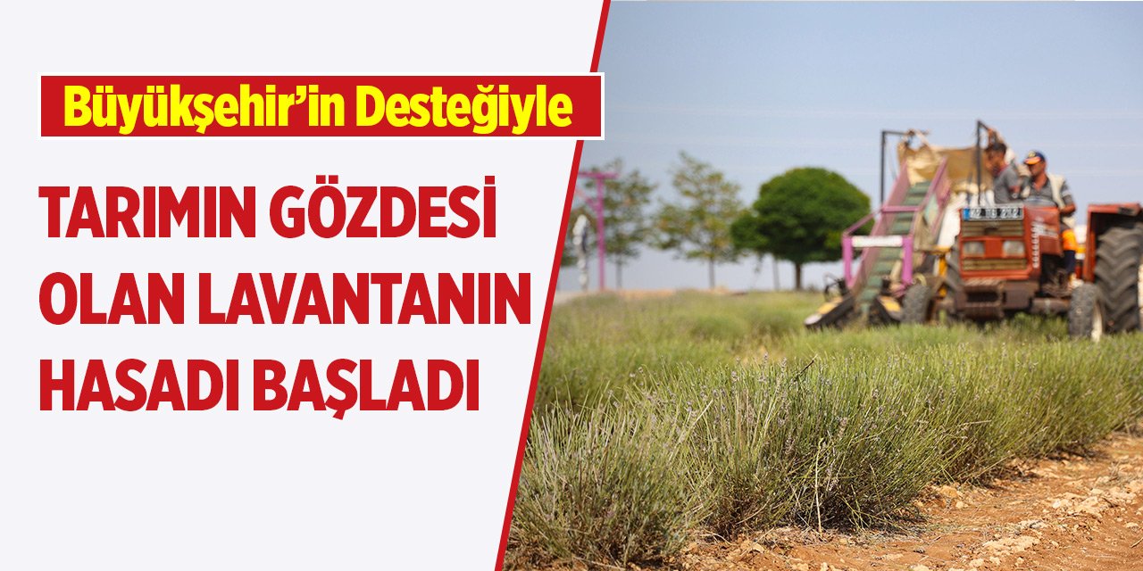 Büyükşehir’in desteğiyle  lavantanın hasadı başladı