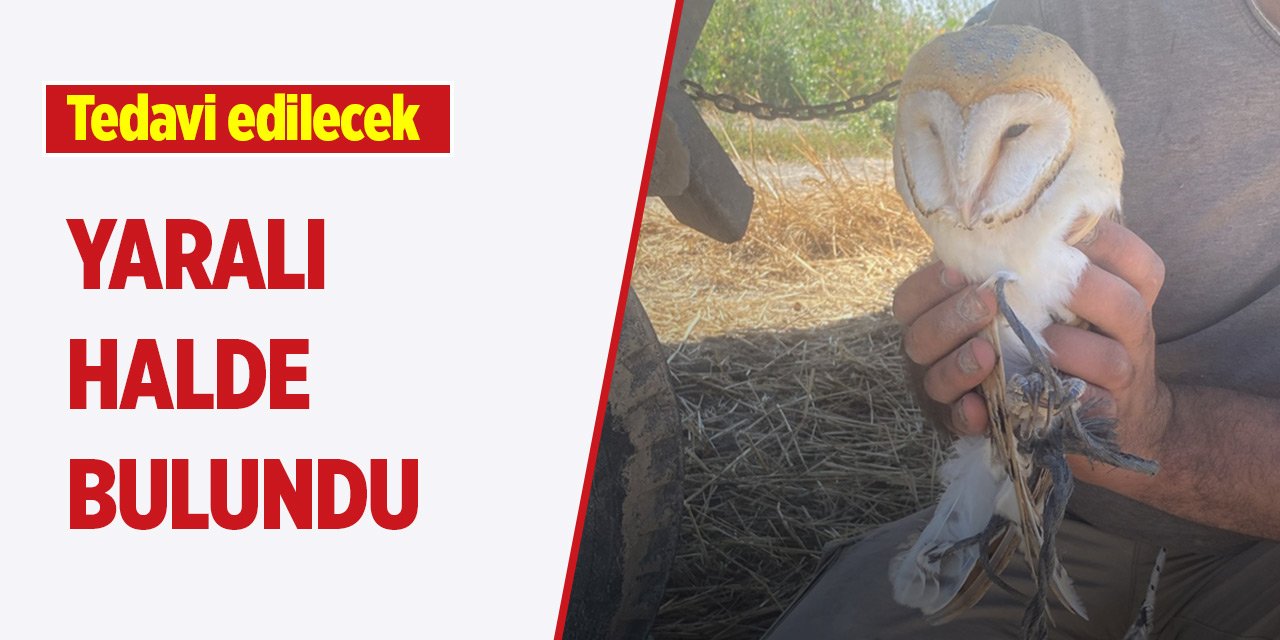 Konya'da yaralı halde bulundu! Tedavi edilecek