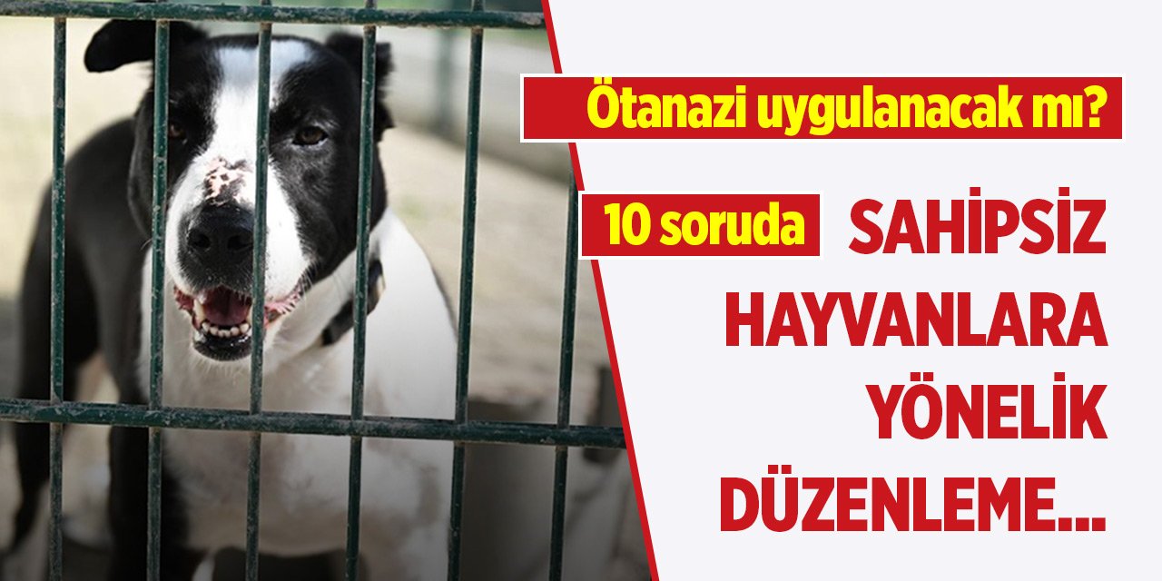 10 soruda sahipsiz hayvanlara yönelik düzenleme... Ötanazi uygulanacak mı?