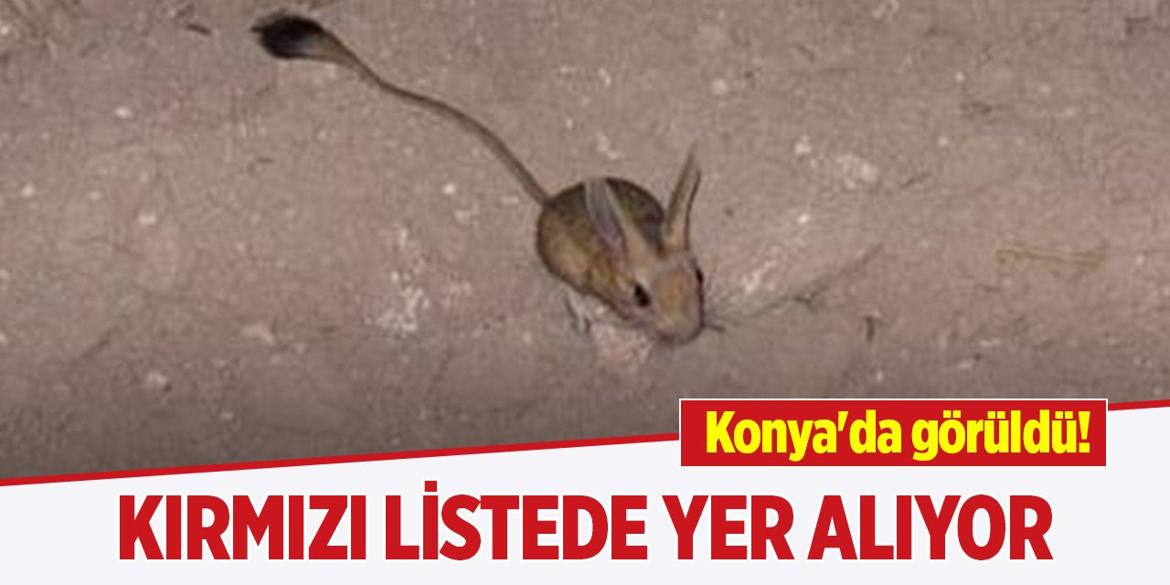 Konya'da görüldü! Kırmızı listede yer alıyor